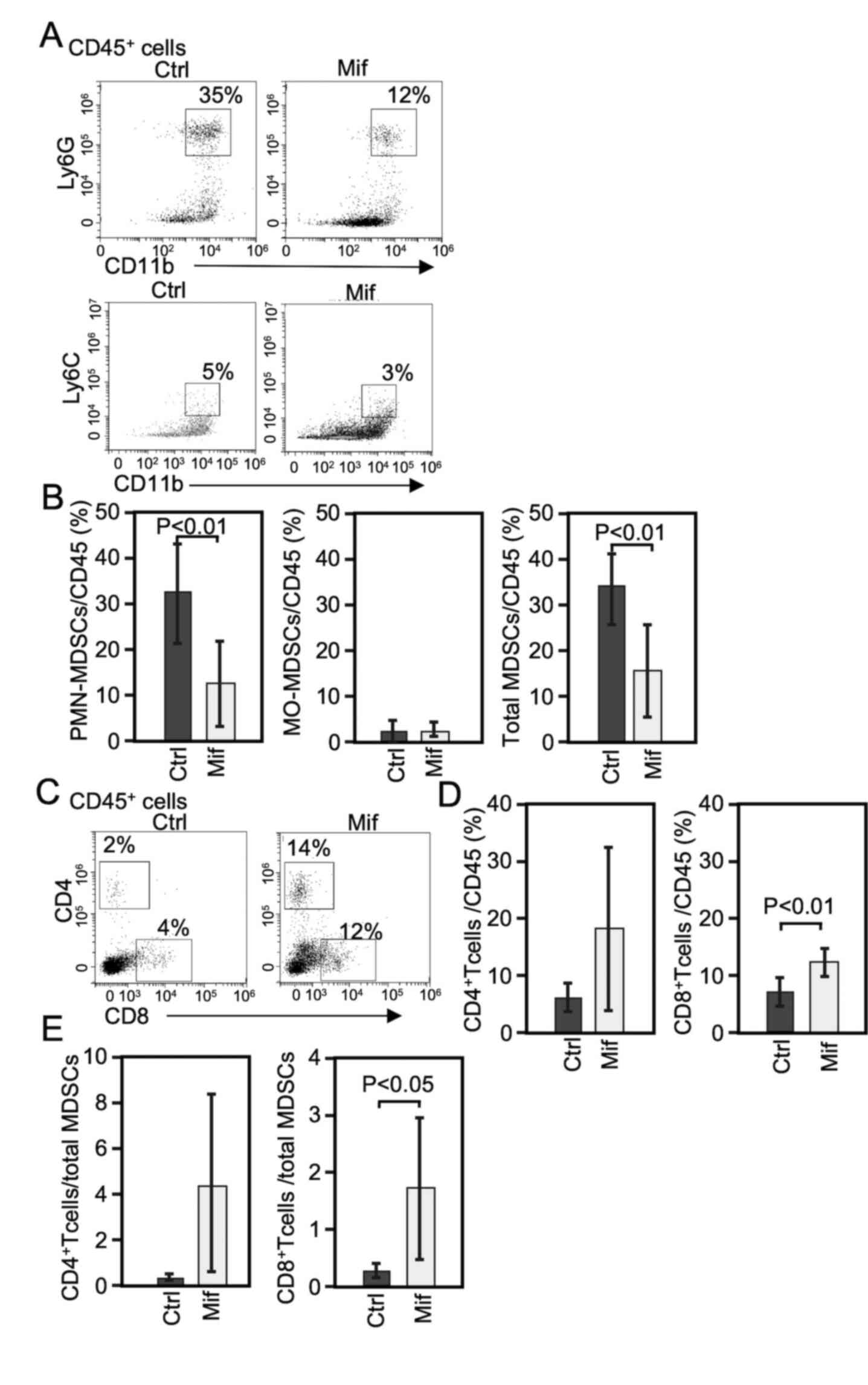 Mif decreases PMN-MDSCs and increases
T cells in the tumor microenvironment. Data were obtained from the
subcutaneous tumor immunological analysis model I. (A)
Representative flow cytometry plots of PMN-MDSCs
(CD11b+Ly6G+) and MO-MDSCs
(CD11b+Ly6C+) among tumor-infiltrating
CD45+ cells. (B) Percentages of PMN-MDSCs, MO-MDSCs and
total MDSCs among CD45+ tumor-infiltrating cells. (C)
Flow cytometry plots of tumor-infiltrating CD4+ and
CD8+ T cells. (D) Percentages of CD4+ and
CD8+ T cells among CD45+ cells. (E) Ratios of
CD4+ or CD8+ T cells to total MDSCs. Data are
presented as the mean ± SD (n=4). Mif, mifepristone; Ctrl, control;
PMN-MDSC, polymorphonuclear MDSC; MO-MDSC, monocytic MDSC; MDSC,
myeloid-derived suppressor cell.