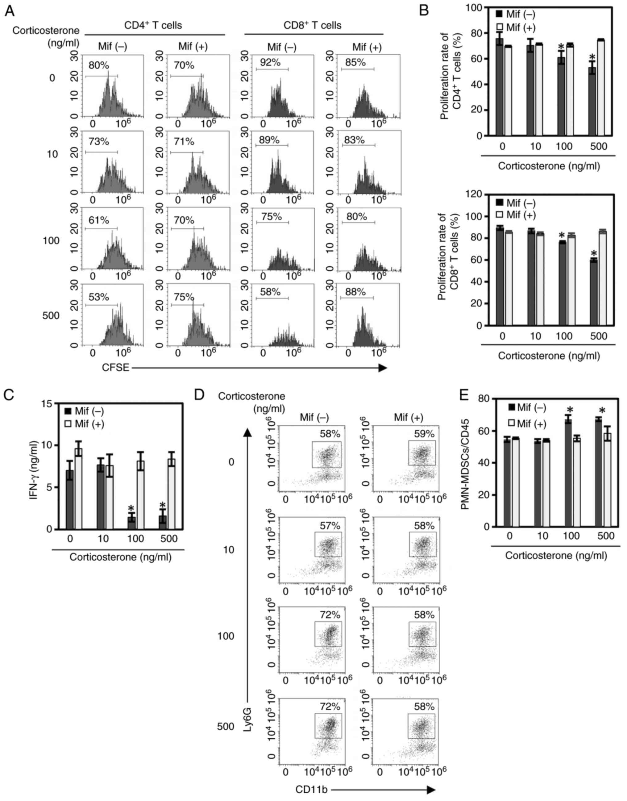 Mif counteracts
corticosterone-induced T-cell suppression and MDSC expansion. (A)
Proliferation of CD4+ and CD8+ T cells
treated with corticosterone (0, 10, 100 or 500 ng/ml) in the
absence or presence of 1 µM Mif. CFSE-labeled splenocytes were
stimulated with concanavalin A for 48 h, and proliferation was
assessed using CFSE dilution. (B) Quantification of proliferating
CD4+ and CD8+ T cells. (C) IFN-γ levels in
culture supernatants. (D) Flow cytometry plots of PMN-MDSCs
(CD11b+Ly6G+) generated from bone marrow
cells cultured with granulocyte-macrophage colony-stimulating
factor and corticosterone (0, 10, 100 or 500 ng/ml) for 3 days. (E)
Percentages of PMN-MDSCs among CD45+ cells. Data are
presented as the mean ± SD (n=3). *P<0.01 vs. 0 ng/ml. Mif,
mifepristone; CFSE, carboxyfluorescein succinimidyl ester; IFN-γ,
interferon-γ; PMN-MDSC, polymorphonuclear myeloid-derived
suppressor cell.