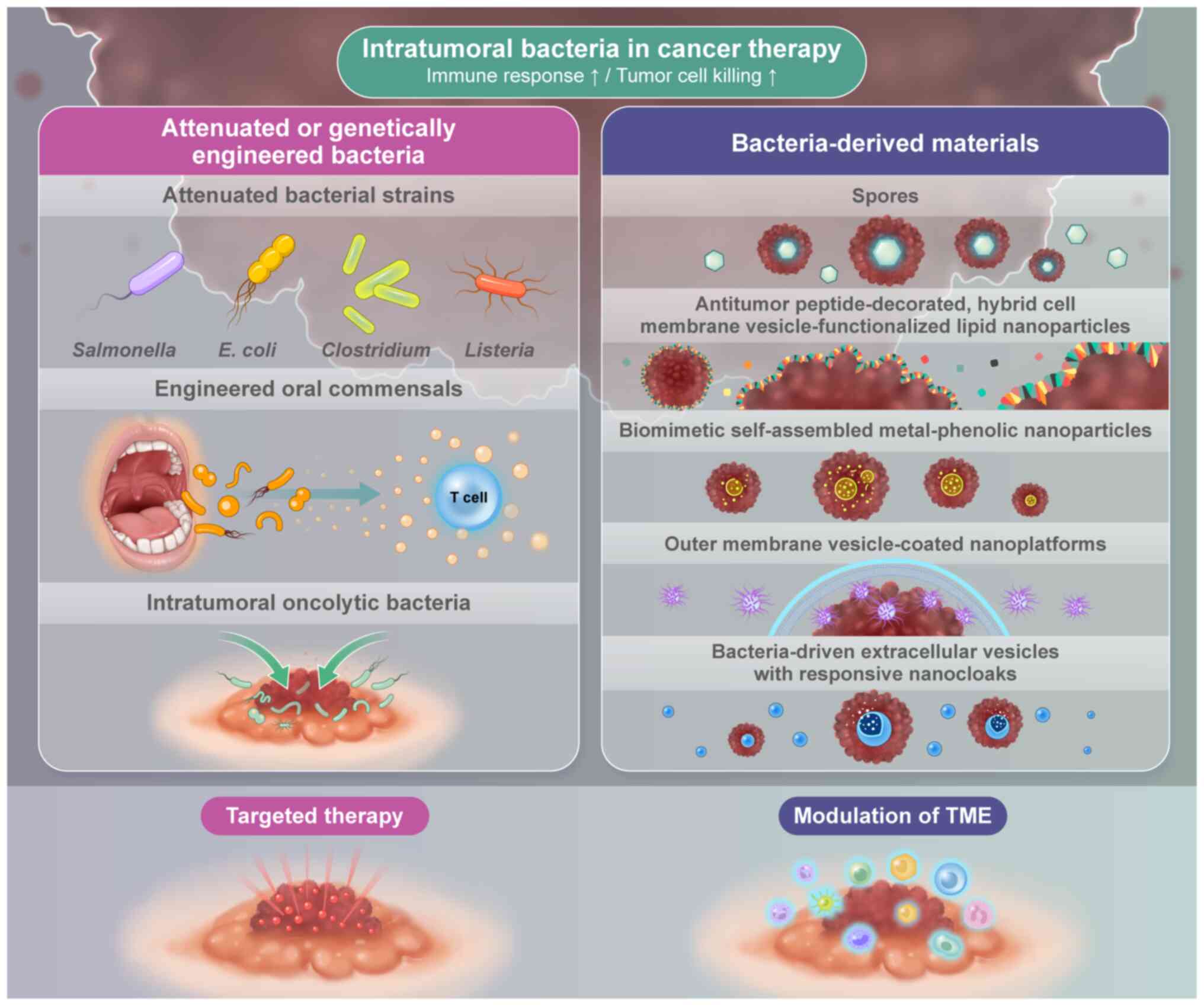 Illustration of how the intratumoral
microbiome can be targeted for cancer therapeutics. TME, tumor
microenvironment.