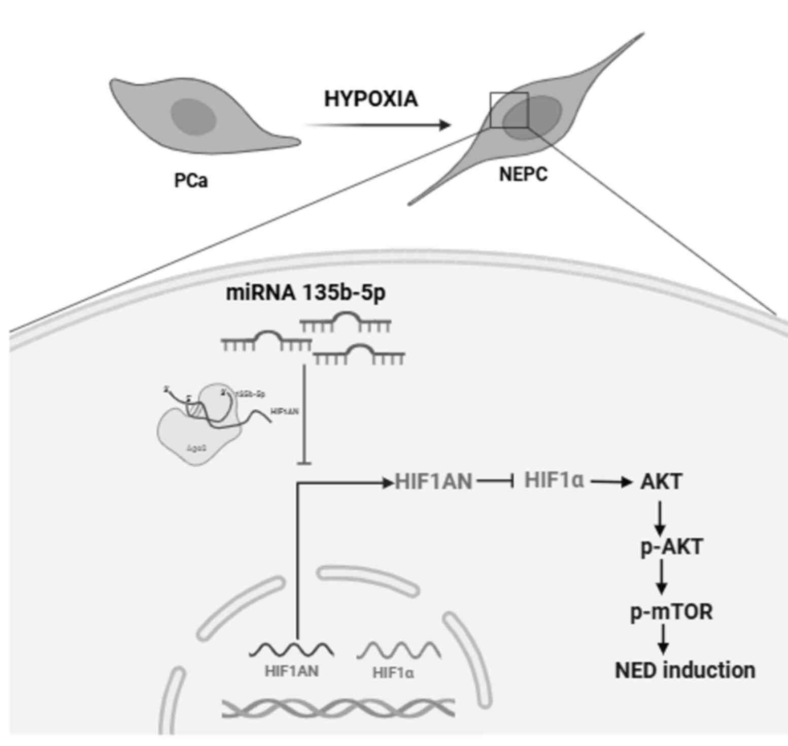 Schematic representation of
hypoxia-driven NED via miR-135b-5p in PCa. Under hypoxic
conditions, miR-135b-5p promotes NED in PCa cells by directly
targeting and downregulating HIF1AN, an inhibitor of HIF1α. This
leads to stabilization of HIF1α and subsequent activation of the
AKT/mTOR signaling pathway, driving the neuroendocrine phenotype.
NED, neuroendocrine differentiation; miR or miRNA, microRNA; PCa,
prostate cancer; HIF1α, hypoxia inducible factor alpha-1; HIF1AN,
hypoxia inducible factor alpha-1 subunit alpha inhibitor; p-,
phosphorylated.