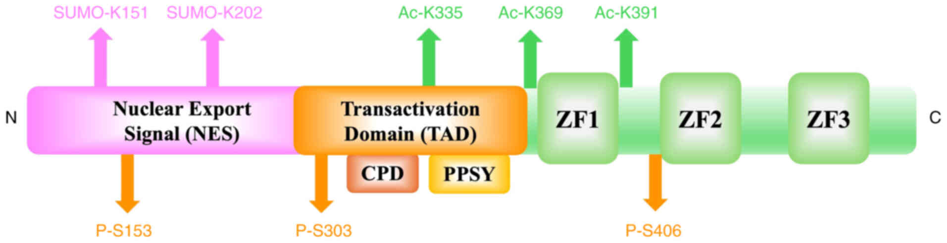 Protein structure of KLF5. The KLF5
gene is situated at chromosomal location 13q21, and the KLF5
protein consists of 457 amino acid residues. At its C-terminus,
KLF5 contains three highly conserved classical C2H2 zinc finger
motifs, a proline-rich transcription activation domain (TAD), and a
nuclear export signal (NES). The TAD of KLF5 includes a PPSY motif
and a CPD motif (SPPSS), which facilitate the recruitment of E3
ubiquitin ligases WWP1 and SCFFBW7. KLF5 is subject to regulation
by various post-translational modifications, such as
ubiquitination, acetylation (at lysine residues K335, K369, K391),
phosphorylation (at serine residues S153, S303, S406) and
SUMOylation (at lysine residues K151 and K202). KLF5, Krüppel-like
factor 5.