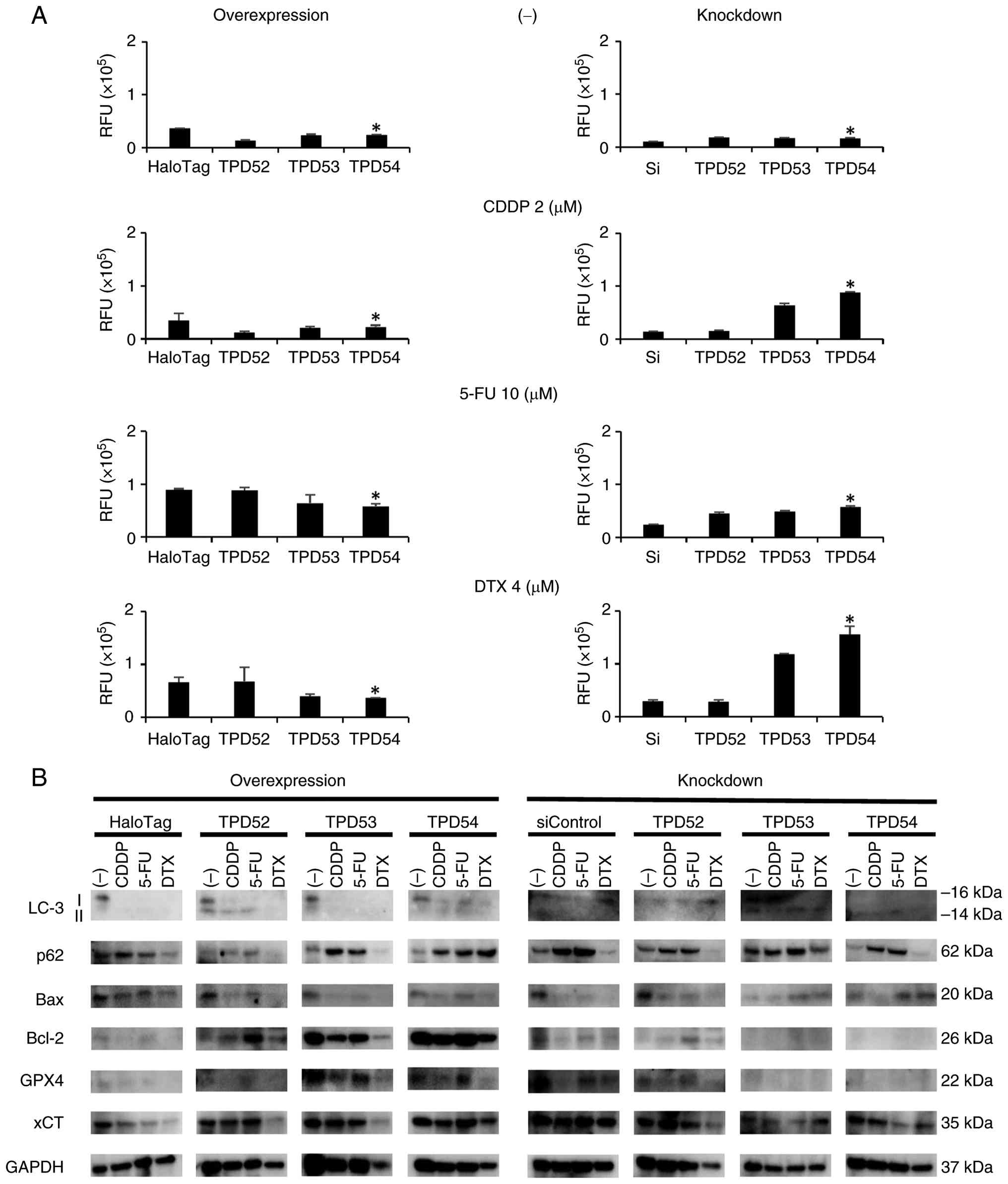 Effects of overexpression or knockdown
of TPD52 family proteins on apoptotic responses and cell
death-related marker proteins. Overexpression vectors or siRNAs for
TPD52, TPD53, and TPD54 were transfected into SAS cells. Cells were
incubated in the absence (−) or presence (+) of CDDP, 5-FU, or DTX
for 48 h. (A and B) Caspase-3/7 activity and western blot analysis
of LC3, p62, Bax, Bcl-2, GPX4 and xCT/SLC7A11 were performed.
Representative western blots from three independent experiments are
shown. *P<0.05 vs. untreated control. CDDP, cisplatin; 5-FU,
5-fluorouracil; DTX, docetaxel.