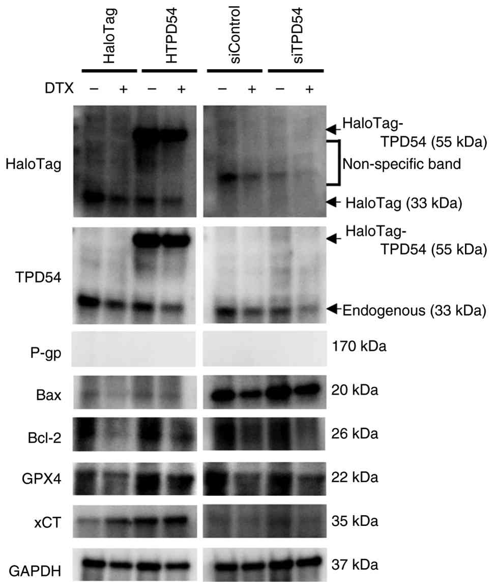 Effects of overexpression or knockdown
of TPD54 on the expression of cell death-related proteins in SAS
cells. Overexpression vectors (HaloTag or HaloTag-TPD54) or small
interfering RNAs were transfected into SAS cells. Cells were
incubated in the absence (−) or presence (+) of DTX for 48 h and
subjected to western blot analysis for HaloTag, TPD54, P-gp, Bax,
Bcl-2, GPX4, xCT/SLC7A11 and GAPDH. Representative western blots
from three independent experiments are shown. P-gp, P-glycoprotein;
GPX4, glutathione peroxidase 4; DTX, docetaxel.