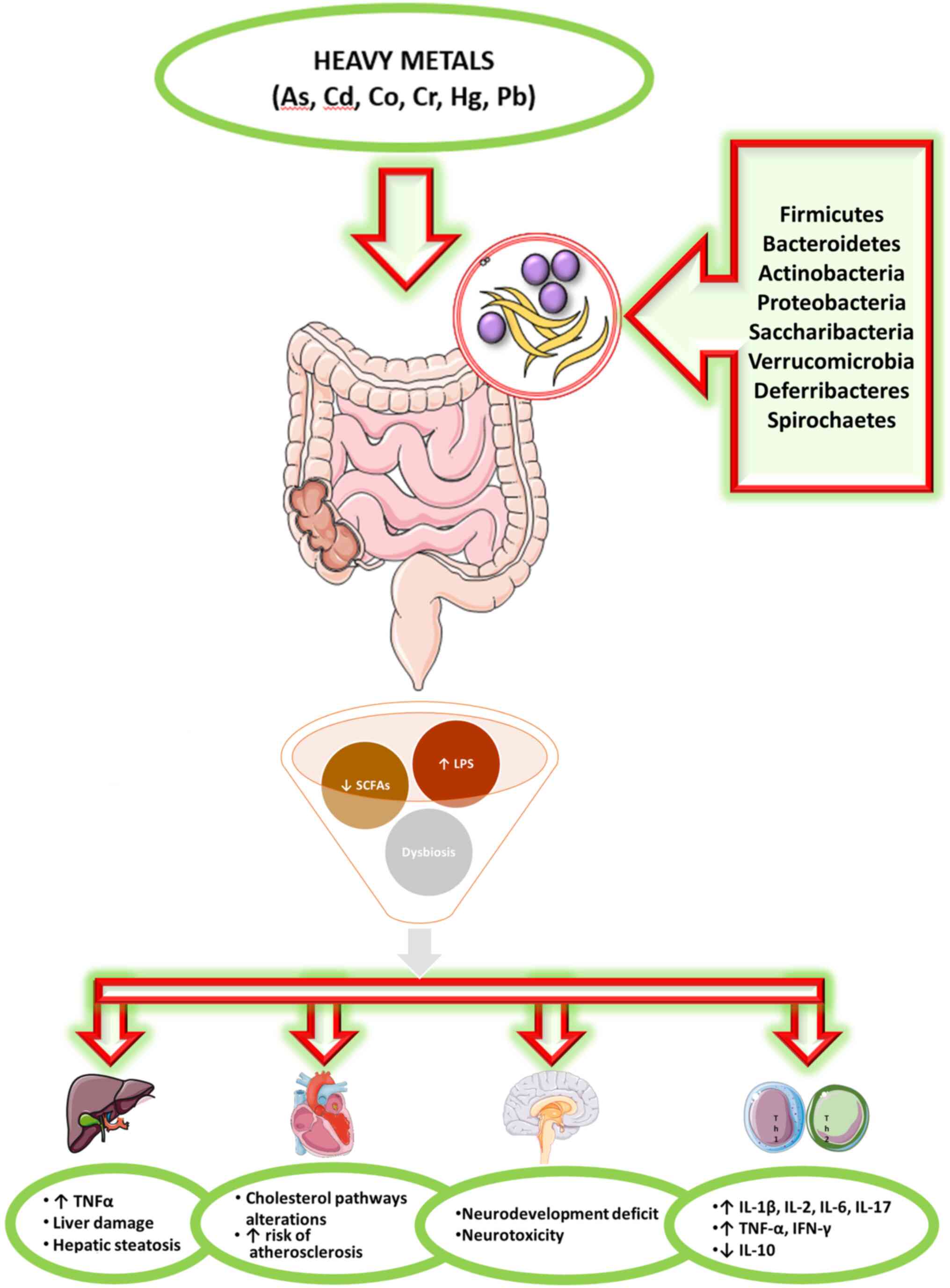 Influence Of Toxic Metal Exposure On The Gut Microbiota Review