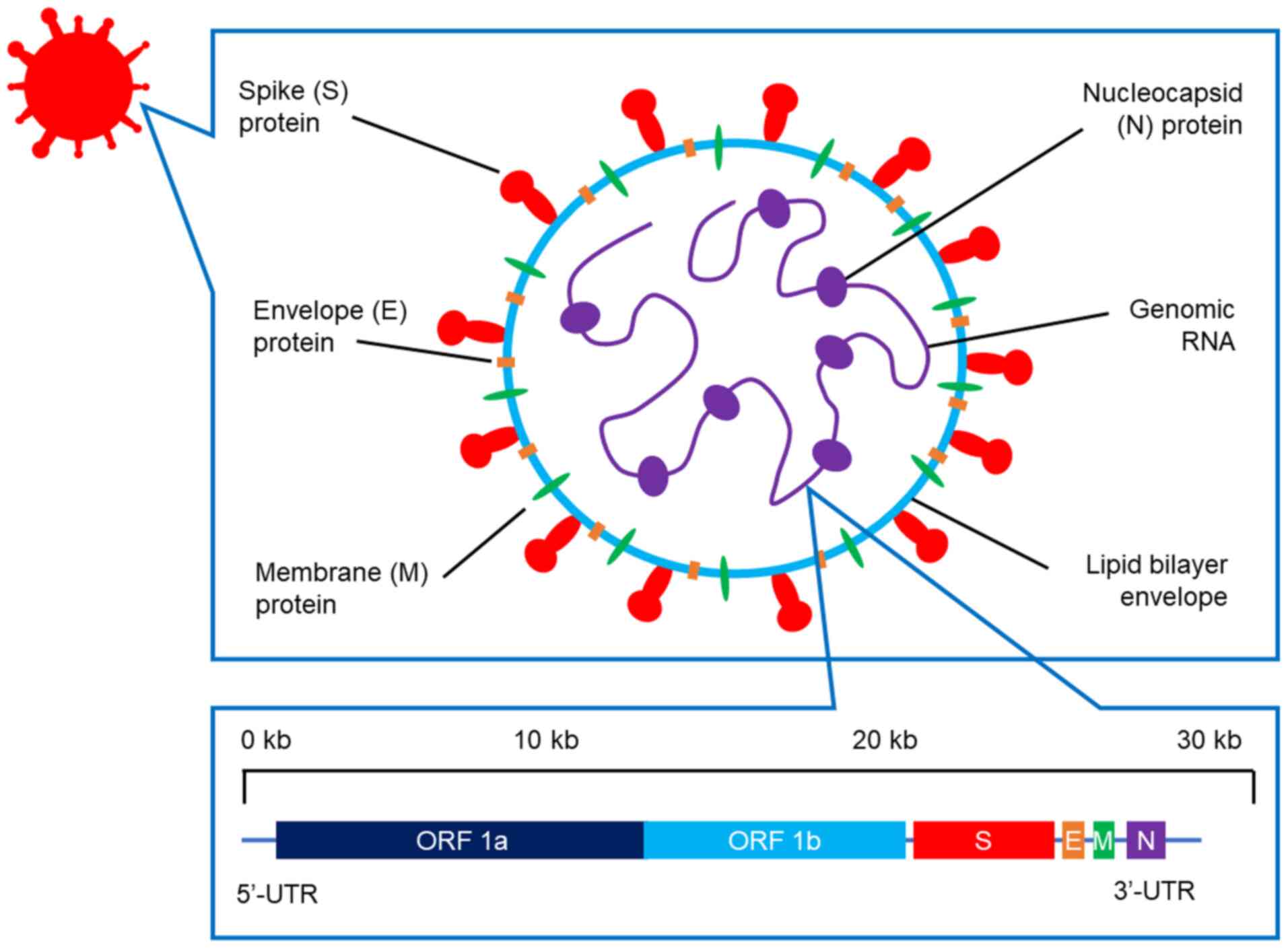 Reply to Garry: The origin of SARS-CoV-2 remains unresolved