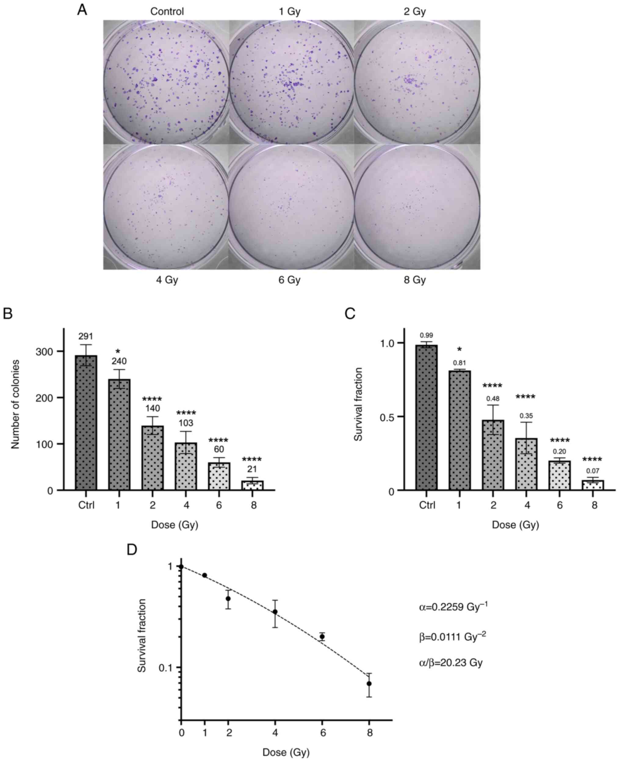 Clonogenic assay using
single-fraction radiation doses. (A) Representative images of the
assay in 6-well plates following a mean incubation time of 6.6
days. (B) Graph depicting the number of colonies counted in each
dose. (C) Survival fractions at different radiation doses. (D)
Survival curve fit to the linear-quadratic model equation (dashed
line), with the Y-axis shown on a logarithmic scale. Plotted values
of colony counts, and survival fractions are displayed above each
bar and error bar. Data represent the mean of sextuplicates (±
standard deviation) from three independent experiments. The
parameters α, β and α/β were calculated using
the linear-quadratic model with a weighted least squares nonlinear
regression. Statistics are relative to the non-irradiated control.
*P≤0.05 and ****P≤0.0001. Ctrl,
non-irradiated control.