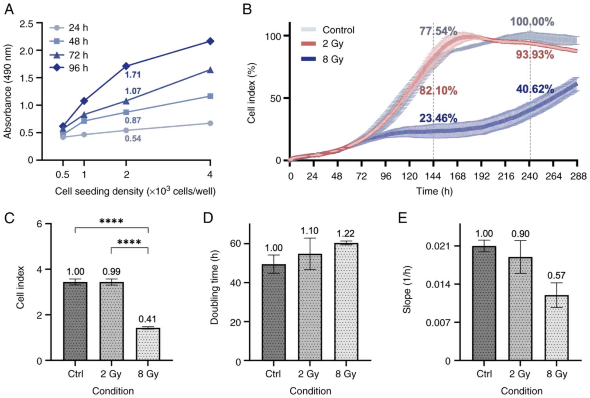 Real-time proliferation assay using
single-fraction radiation doses. (A) Optimization of cell seeding
density with an MTS cell viability assay, including four cell
densities across time points indicated by different symbols: 24 h
(circles), 48 h (squares), 72 h (triangles) and 96 h (diamonds)
post-plating. (B) Real-time proliferation curve following
irradiation with 2 Gy (blue) and 8 Gy (red) at 24 h post-plating.
Cell index values were normalized to the highest value observed in
the non-irradiated control, which occurred at 240 h, and expressed
as percentages. (C) Cell index, (D) doubling time, and (E) slope
values for the three conditions. Bars represent the mean values ±
standard error of the mean of quadruplicates from three independent
experiments. Within bars, mean values of cell index, doubling time,
and slope were expressed relative to the non-irradiated control
(1-fold). ****P≤0.0001. Ctrl, non-irradiated
control.