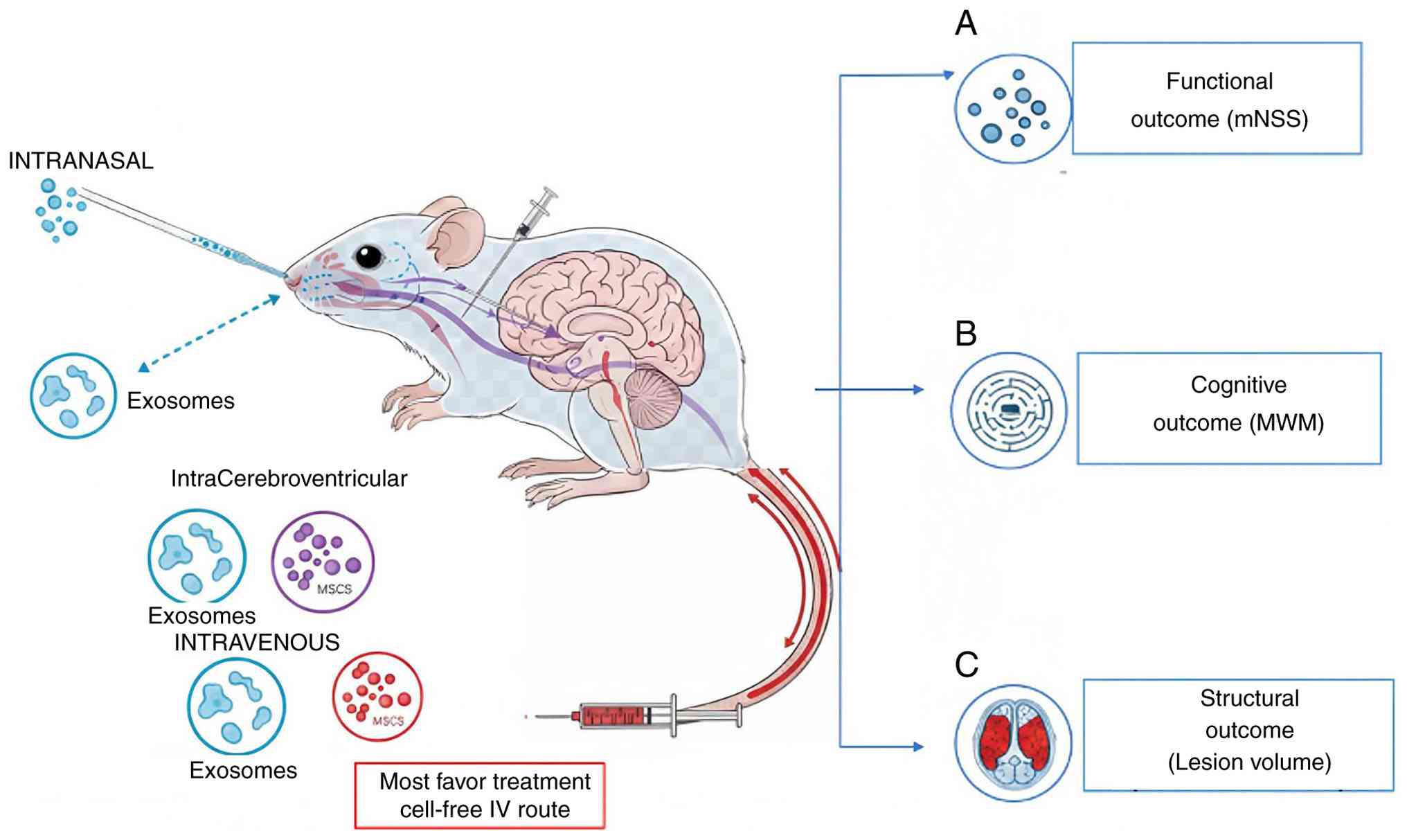 Illustration of the key findings of
the present study demonstrating different administration routes of
MSCs and exosomes, which affect: (A) Functional outcomes (mNSS),
(B) cognitive outcomes, and (C) structural outcomes (lesion volume)
in rodent models of traumatic brain injury. MCS, mesenchymal stem
cell; mNSS, modified neurological severity score; MWM, Morris water
maze test.